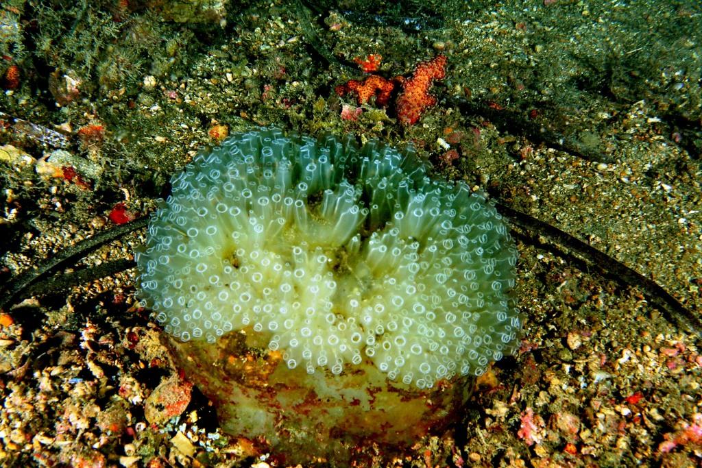 Diazona violacea (Savigny,1816)